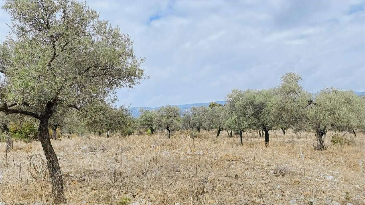 Milas’ta İki Ayrı Zeytinlik Mahkeme ve İcra Yoluyla Satışa Çıkarıldı 8